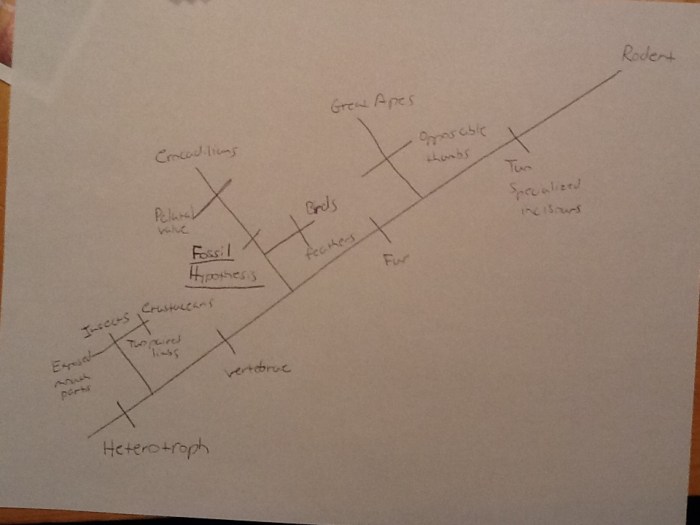 Cladogram lab blast fossil figure specimen dna where ap rhs biology step hypothesis draw evolutionary morphological species procedure initial form