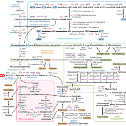 Flavin protein reduced by succinate