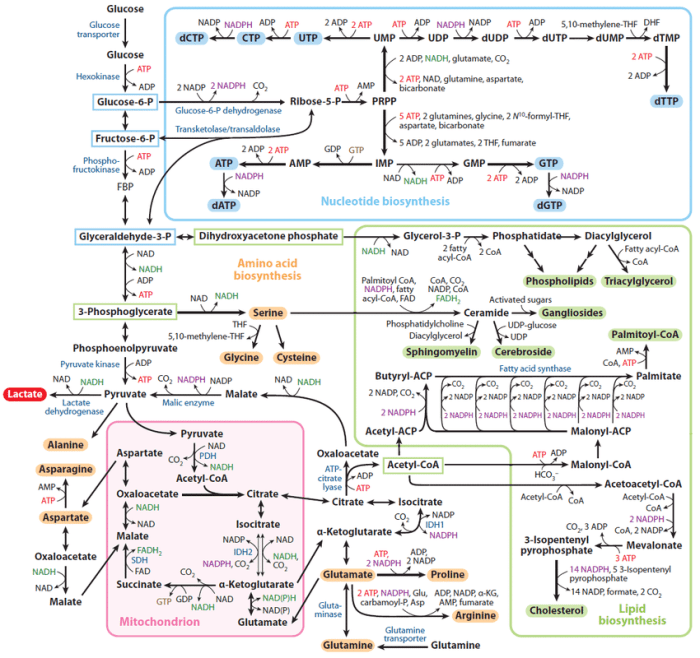 Flavin protein reduced by succinate