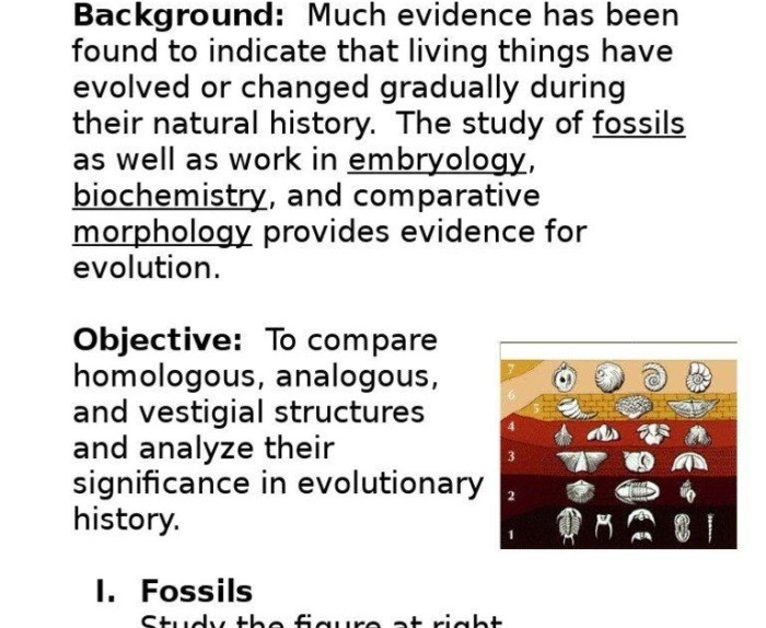 Evolution review worksheet answer key pdf