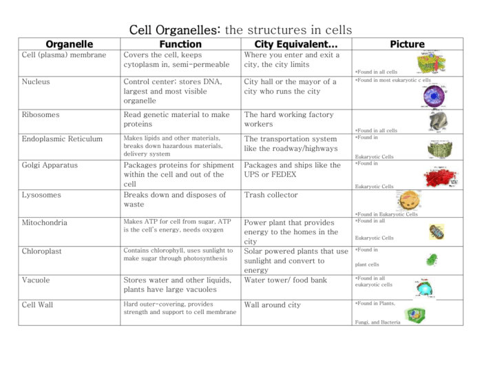 Cell organelles structures and functions organizer