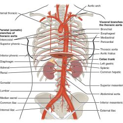 Aorta abdominal anatomy branches artery arteries celiac figure pelvis radiology vascular