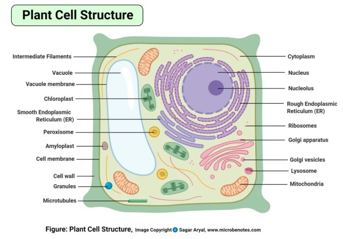 Neuroglia cns pns nervous system central neurons peripheral support choose board