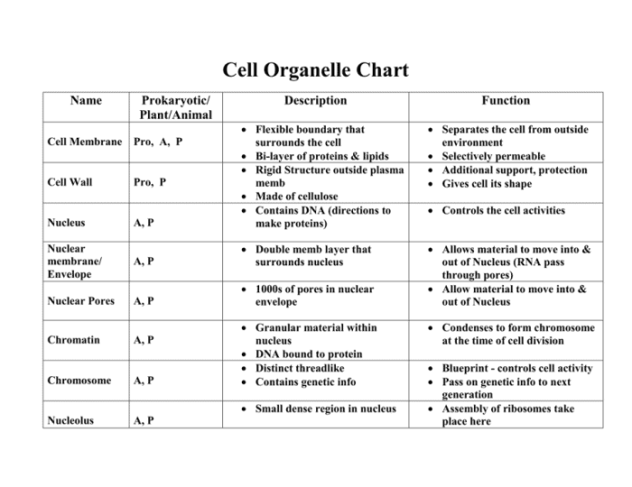 Cell organelles structures and functions organizer