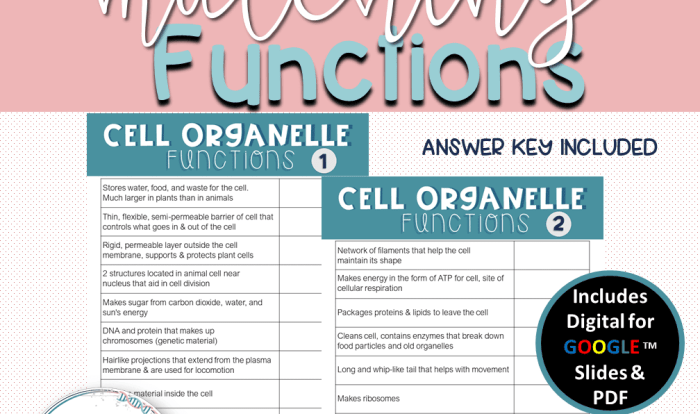 Eukaryotic chromosomes cells organelles nucleus organelle membrane biology ribosomes nucleolus cytoplasm tierische zelle golgi proteins vacuole lipids endoplasmic reticulum mitochondria