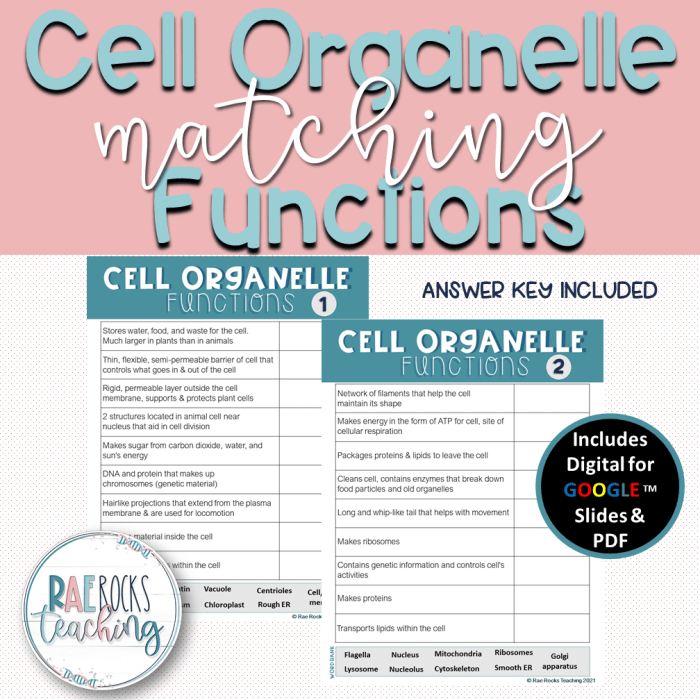 Eukaryotic chromosomes cells organelles nucleus organelle membrane biology ribosomes nucleolus cytoplasm tierische zelle golgi proteins vacuole lipids endoplasmic reticulum mitochondria